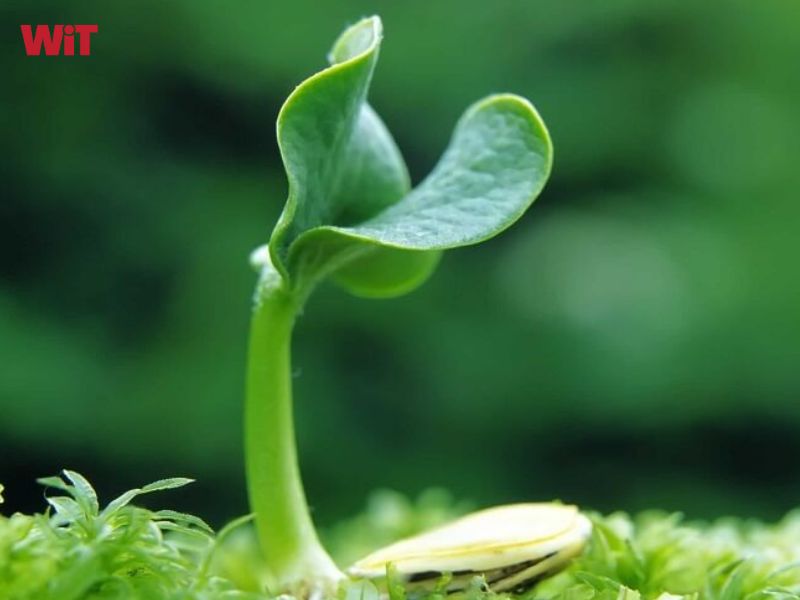 Bí quyết thu hút thầy cô nằm ở sự cầu thị và khiêm tốn